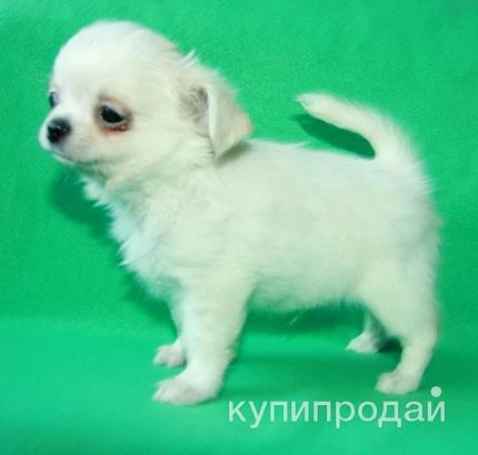 Фото чихуахуа белоснежный мальчик шоу