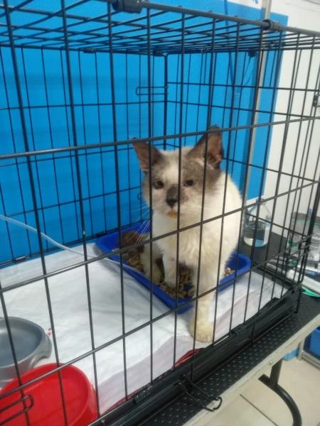 Фото Ищу передержку котику одним котом