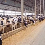 Фото №2 Продажа крс оптом живым весом