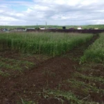 Фото №7 Вспашка , пахота огородов ,садовых участков