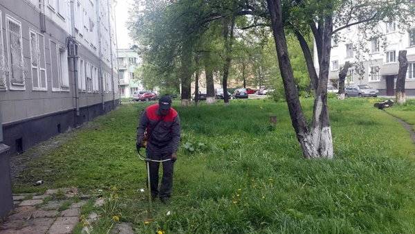 Фото Покос травы триммером