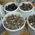 Фото №4 Чёрная лисичка(Вороночник рожковидный)