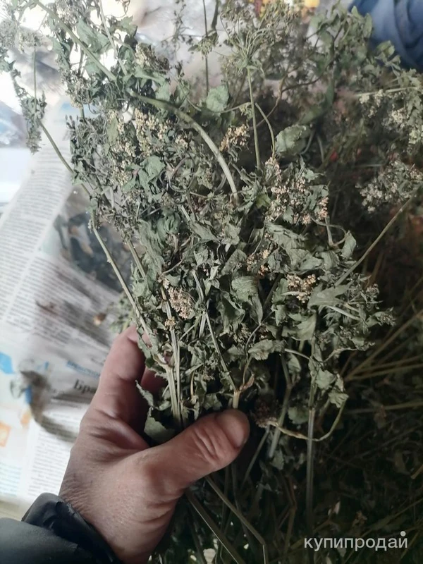 Фото Болиголов. Цена за 100 грамм.