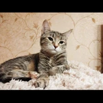 Фото №2 Кошечка любищее руки