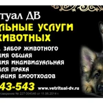 Ритуальные услуги для животных ВетРитуал ДВ