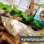 Фото №3 Мясо свинины с Колхоза