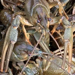 Фото №3 Раки Речные Живые