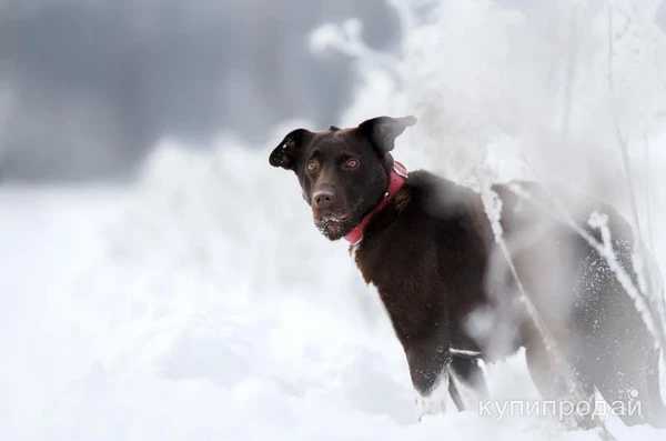 Фото Красавица Токио. Если у девочки шанс?