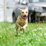 Фото №4 Красивый и умный домашний песик Лаки в добрые руки