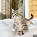 Сноу молодой котик ищет дом, в добрые руки