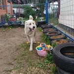 Фото №17 Kindergarten_for_dogs 