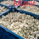 Фото №3 Грибы шампиньоны свежие
