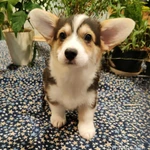 Фото №10 Вельш корги пемброк щенки трёхцветные