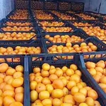 фото Абхазские мандарины оптом