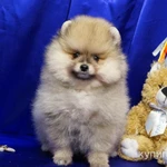 Фото №4 Щенок померанского шпица- мальчик