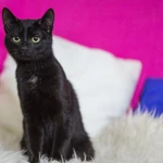 Фото №7 котенок в добрые руки