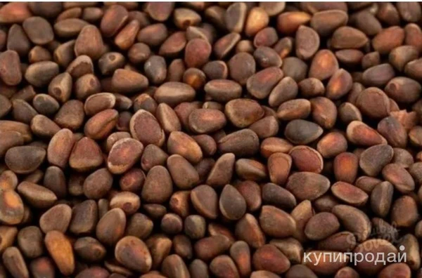 Фото Кедровый орех