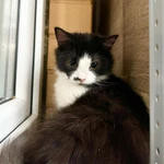 Фото №3 Пушистый котёнок Нафаня в добрые руки