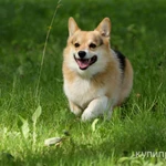 Фото №3 Кобель, Вельш корги пемброк.Открыт для вязки