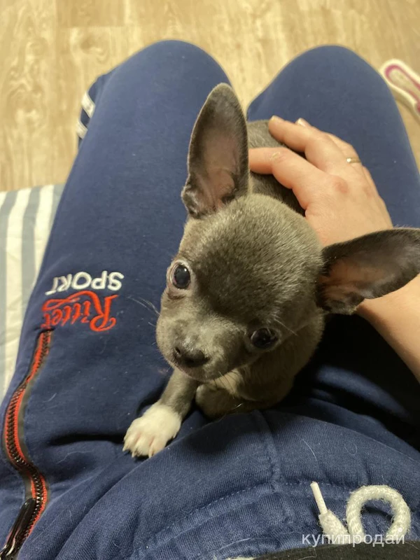 Фото Щенок чихуахуа мини