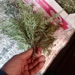 Фото №4 Плосковеточник пучки. Цена за штуку.