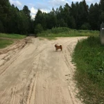 Фото №3 Необходим выгул собаки