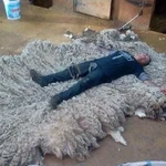 Фото №7 Стрижка овец