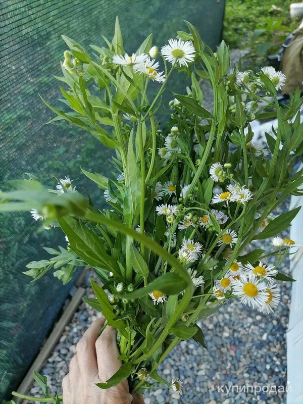 Фото Тонколучник. Цена за 100 грамм.