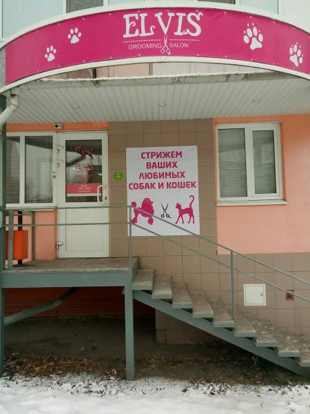 Фото Стрижка собак и кошек