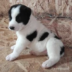 Фото №7 САО