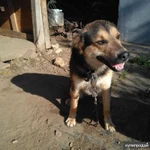 Фото №2 собака в добрые руки с обязательным отслеживанием судьбы