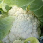 фото Цветная капуста