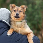 Фото №7 Домашний некрупный песик-подросток Каштан в добрые руки