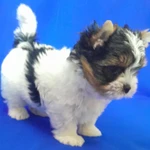 Фото №2 Кукольный не большой мальчик