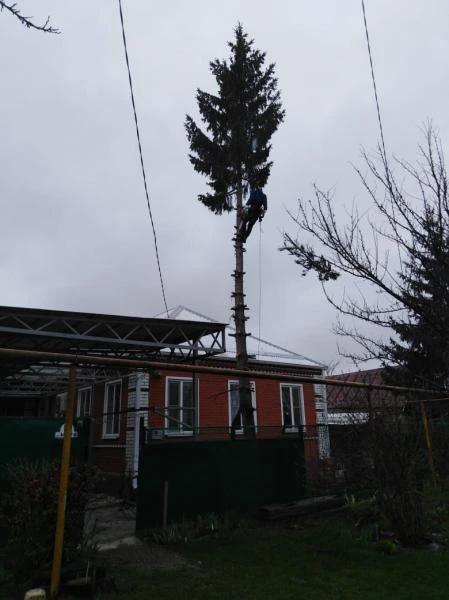Фото Спил деревьев любой сложности 