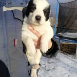 Фото №3 Продаются щенки САО (Алабая)