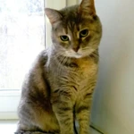 Фото №2 Алиса ждет любящих родителей