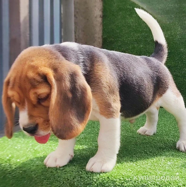 Фото Биглята