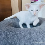 Фото №11 Продаю прекрасных ориентальных котят