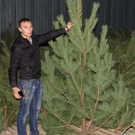 Фото №4 Продажа новогодних Сосен, консультации введения би
