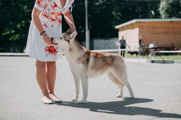 Фото Хендлер