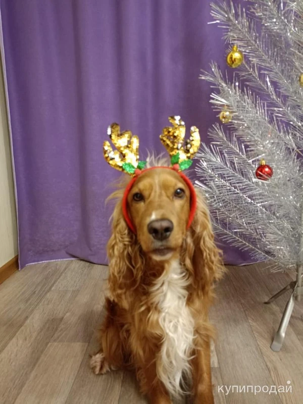 Фото щенки английского кокер спаниеля