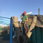 Фото №6 СПИЛ ДЕРЕВЬЕВ
