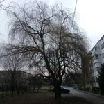 Фото №3 СПИЛ ДЕРЕВЬЕВ. ОБРЕЗКА ДЕРЕВЬЕВ.АРБОРИСТ