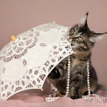 Фото №2 Мейн-кун котята с подарками