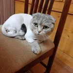 Фото №14 Стрижка кошек - гигиена животных