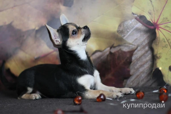 Фото Малыши Чихуахуа