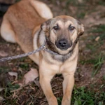 фото Энни - молодая, дружелюбная, короткошерстная девочка ищет дом