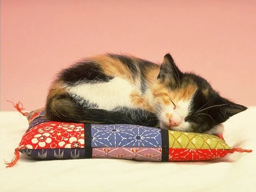 Фото Гостиница для животных "Добрые руки"