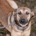 Фото №3 Энни - молодая, дружелюбная, короткошерстная девочка ищет дом